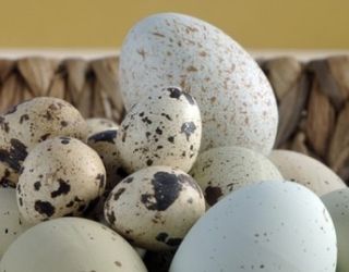 Виводимість перепелиних яєць краща, якщо вони зберігалися гострим кінцем вгору